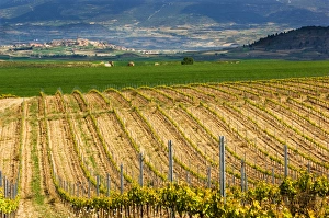 Spring time vineyards roll to the distant village of Briones and mountains in the Spring time vineyards roll to the distant village of Briones and mountains in the