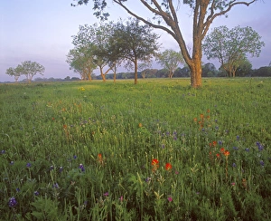 Spring wildflowers at LBJ State Park near Fredricksburg, Texas Spring wildflowers at LBJ State Park near Fredricksburg, Texas