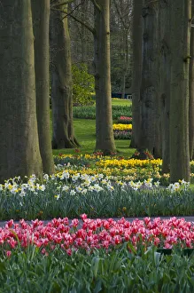 Spring woodland garden with tulips and daffodils Spring woodland garden with tulips and daffodils