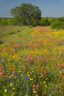Springtime with field of Texas Wildflowers and Oak Tree near Pleasanton Texas Springtime with field of Texas Wildflowers and Oak Tree near Pleasanton Texas