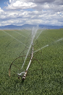 Sprinkler irrigation in a wheat field in Canyon County, Idaho Sprinkler irrigation in a wheat field in Canyon County, Idaho