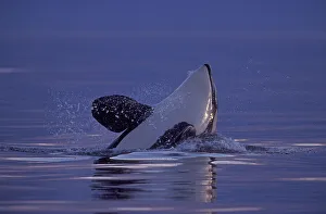 Spyhopping Orca Killer Whale (Orca orcinus) near San Juan Island, WA State, USA Spyhopping Orca Killer Whale (Orca orcinus) near San Juan Island, WA State, USA