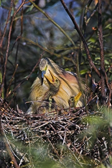 Squacco Heron (Ardeola ralloides) in the Danube Deltanest with parents..Europe, Eastern Europe Squacco Heron (Ardeola ralloides) in the Danube Deltanest with parents..Europe, Eastern Europe