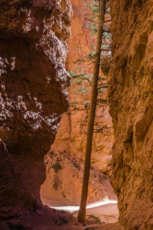 Squeezed tree growing at Wall Street. Bryce Canyon National Park. Utah. US Squeezed tree growing at Wall Street. Bryce Canyon National Park. Utah. US
