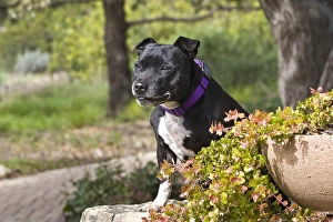 A Staffordshire Bull Terrier sitting on a sandstone wall in a garden A Staffordshire Bull Terrier sitting on a sandstone wall in a garden