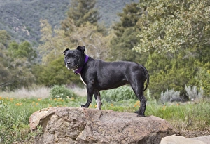 A Staffordshire Bull Terrier standing on a boulder in a garden A Staffordshire Bull Terrier standing on a boulder in a garden