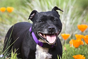 Staffordshire Bull Terrier standing in a field of wild Poppy flowers Staffordshire Bull Terrier standing in a field of wild Poppy flowers