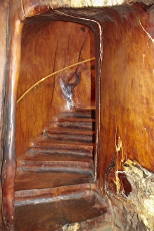 Giant Kauri Tree Prints: Staircase inside a giant kauri tree, Ancient Kauri Kingdom, Awanui, near Kaitaia