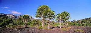 Stand of Monkey Puzzle trees (Araucaria araucana) on lava flows..Conguillo National Park Stand of Monkey Puzzle trees (Araucaria araucana) on lava flows..Conguillo National Park