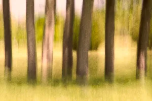 A stand of trees in Fall, textured and blurred A stand of trees in Fall, textured and blurred