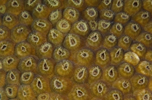Star Coral Polyp Detail (Montastraea sp.), Puenta Gruesa, Sian Ka'an Biosphere Reserve Star Coral Polyp Detail (Montastraea sp.), Puenta Gruesa, Sian Ka'an Biosphere Reserve