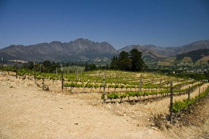 Stellenbosch, South Africa. Here in Stellenbosh, their vineyards produce some of SAs best Stellenbosch, South Africa. Here in Stellenbosh, their vineyards produce some of SAs best