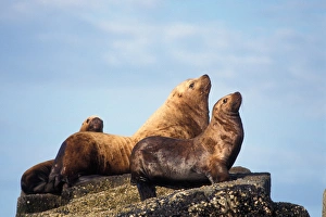 steller sea lions, Eumetopias jubatus, in the Chiswell Islands National Marine Sanctuary steller sea lions, Eumetopias jubatus, in the Chiswell Islands National Marine Sanctuary
