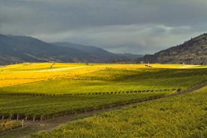 Stormy sky over the fall-colored vineyards of Burrowing Owl Wineryi in the Okanagan Stormy sky over the fall-colored vineyards of Burrowing Owl Wineryi in the Okanagan