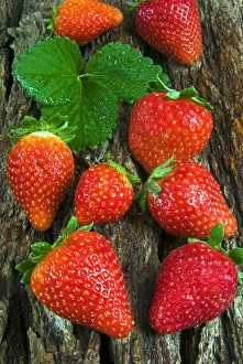 Strawberries (Fragaria vesca) on a tree bark, garden strawberry Strawberries (Fragaria vesca) on a tree bark, garden strawberry