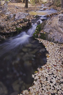 Stream with fallen leaves of Bigtooth Maples (Acer grandidentatum) fallcolors Stream with fallen leaves of Bigtooth Maples (Acer grandidentatum) fallcolors