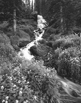 Stream lined with Bitter Cress (Cardamine cordifolia) and mountain Bluebells (Mertensia Stream lined with Bitter Cress (Cardamine cordifolia) and mountain Bluebells (Mertensia
