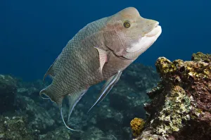 Streamer Hogfish (Bodianus diplotaenia) or Mexican hogfish off of Wolf Island Streamer Hogfish (Bodianus diplotaenia) or Mexican hogfish off of Wolf Island