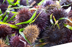 Street market merchants stall with sea urchins oursin with sharp needles Street market merchants stall with sea urchins oursin with sharp needles