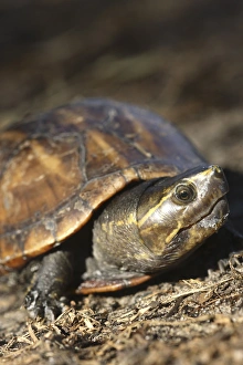 Striped Mud Turtle Kinosternon baurii Central Florida Striped Mud Turtle Kinosternon baurii Central Florida