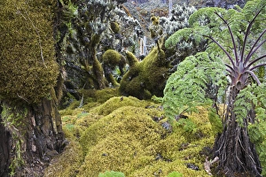 Strohblumengebuesch with moss in the Rwenzori, Uganda Strohblumengebuesch with moss in the Rwenzori, Uganda