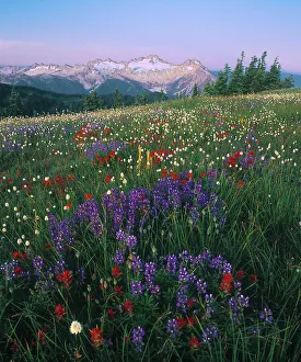 A subalpine meadow, lush with wildflowers, with a range of glaciated mountains in A subalpine meadow, lush with wildflowers, with a range of glaciated mountains in