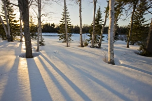 The sun goes down behind the trees in the front yard of Medawisla Wilderness The sun goes down behind the trees in the front yard of Medawisla Wilderness