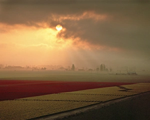 The sun is sending light shafts across the flower fields of the Skagit Valley The sun is sending light shafts across the flower fields of the Skagit Valley