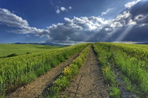 Sunbeams shining through clouds onto rural roadway; Tuscany Sunbeams shining through clouds onto rural roadway; Tuscany