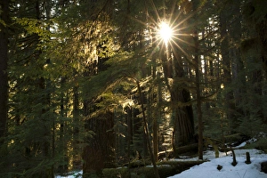 Sunburst in the rainforest, Olympic National Park, Washington, USA Sunburst in the rainforest, Olympic National Park, Washington, USA