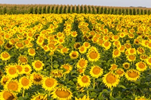 Sunflower and corn field in morning light in Michigan, North Dakota, USA Sunflower and corn field in morning light in Michigan, North Dakota, USA