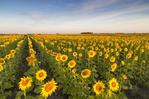 Sunflower field in morning light in Michigan, North Dakota, USA Sunflower field in morning light in Michigan, North Dakota, USA