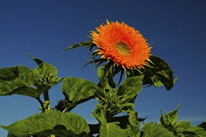 Sunflower Portrait, Sunflower Festival, Hood River, Oregon, USA Sunflower Portrait, Sunflower Festival, Hood River, Oregon, USA