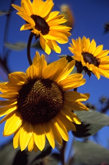 Three Sunflowers against blue sky. Small bee on one flower Three Sunflowers against blue sky. Small bee on one flower