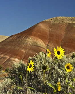 Sunflowers, Painted Hills; John Day Fossil Beds National Monument; Mitchell; Oregon; USA Sunflowers, Painted Hills; John Day Fossil Beds National Monument; Mitchell; Oregon; USA