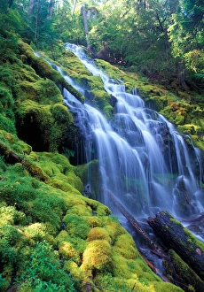 Sunlight filters onto Proxy Falls in the central Oregon Cascades Sunlight filters onto Proxy Falls in the central Oregon Cascades