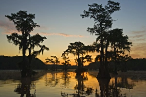 Sunrise and bald cypress (Taxodium distichum) trees with Spanish moss, Caddo Lake Sunrise and bald cypress (Taxodium distichum) trees with Spanish moss, Caddo Lake