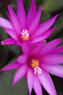 Sunrise cactus flowers, (Rhipsalidopsis gaertneri) Sunrise cactus flowers, (Rhipsalidopsis gaertneri)