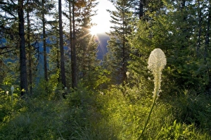 Sunrise peeks over the Whitefish Range and onto beargrass bloom near Whitefish Montana Sunrise peeks over the Whitefish Range and onto beargrass bloom near Whitefish Montana