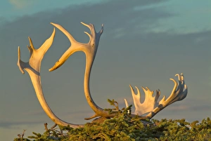 Sunset illuminates Caribou antlers on the sandy ground, Northwest Territories, Canada Sunset illuminates Caribou antlers on the sandy ground, Northwest Territories, Canada