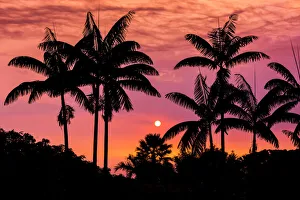 Sunset through silhouetted palm trees, Kona Coast, The Big Island, Hawaii Sunset through silhouetted palm trees, Kona Coast, The Big Island, Hawaii