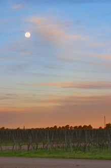 At sunset in the vineyard, the full moon is rising and the sky is a vibrant blue and orange At sunset in the vineyard, the full moon is rising and the sky is a vibrant blue and orange
