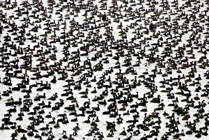 Surf scoters, Melanitta perspicillata, Stanley Park, British Columbia Surf scoters, Melanitta perspicillata, Stanley Park, British Columbia