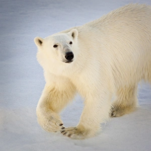 Svalbard, Norway. Close-up of a Polar Bear walking Svalbard, Norway. Close-up of a Polar Bear walking