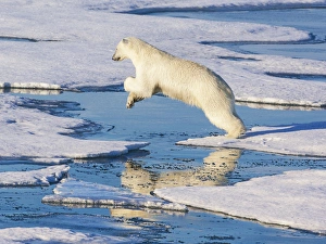 Svalbard, Norway. Polar Bear jumps across ice sheets Svalbard, Norway. Polar Bear jumps across ice sheets