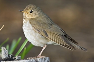 Swainsons Thrush (Catharus ustulatus) at South Padre Island World Birding Center Swainsons Thrush (Catharus ustulatus) at South Padre Island World Birding Center