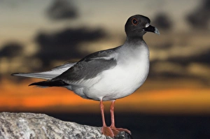 Swallow-tailed Gull (Larus furcatus) Punto Cevallos, Espanola (Hood) Island Swallow-tailed Gull (Larus furcatus) Punto Cevallos, Espanola (Hood) Island