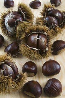 Sweet Chestnuts with and without the spiny shell Sweet Chestnuts with and without the spiny shell