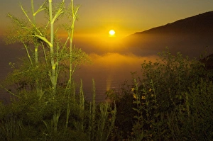 Sweet fennel, Foeniculum vulgare, and sunset over Big Sur coastline, California Sweet fennel, Foeniculum vulgare, and sunset over Big Sur coastline, California
