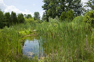 Sweet Grass Gardens Nursery carries several rare or hard-to-find species such as Sweet Grass Gardens Nursery carries several rare or hard-to-find species such as